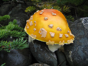 Mushroom in Taylor Head Provincial Park in Nova Scotia