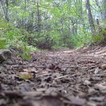 Cape Split trail