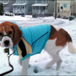 A dog feels the chill of snow on his paws as Bedford gets blanketed with its first snowfall of the season.