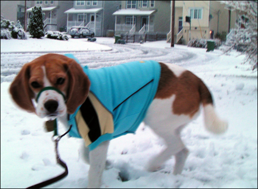 A dog feels the chill of snow on his paws as Bedford gets blanketed with its first snowfall of the season. 
