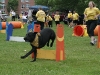 A member of the Cool Canines Agility Team races through an obstacle course at DeWolf Park.