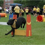 A member of the Cool Canines Agility Team races through an obstacle course during Bedford Days at DeWolf Park. To see photos from Day 2, click on thumbnails below.