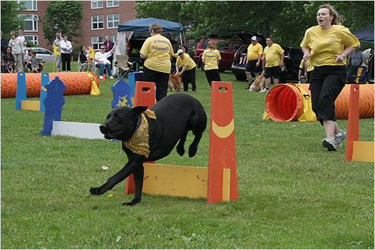 A member of the Cool Canines Agility Team races through an obstacle course during Bedford Days at DeWolf Park. To see photos from Day 2, click on thumbnails below.