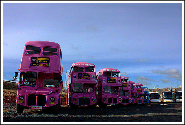 Little Pink Busses