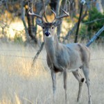 deer hunting day2 (18)