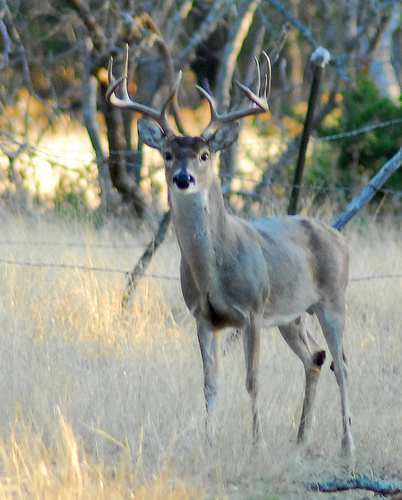 deer hunting day2 (18)