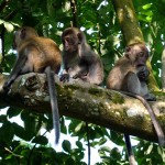 Monkey See Monkey Do – Teaching Kids Money