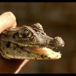 Juvenile Spectacled Caiman - Caiman crocodilus