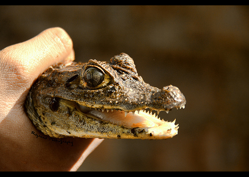 Juvenile Spectacled Caiman - Caiman crocodilus