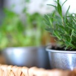 the diy guide to indoor gardening