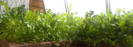 Greenhouse_Growing_Plants