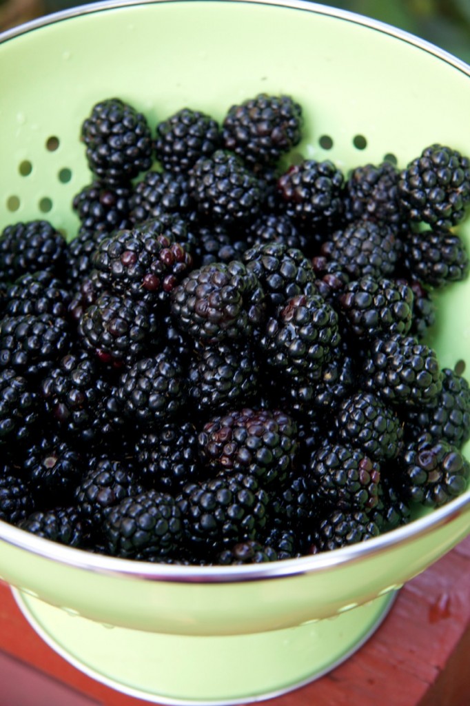 blackberries by The Culinary Chase