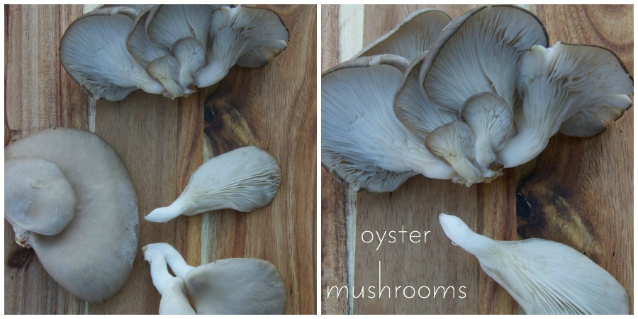 oyster mushroom Collage