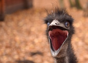 emu bird head