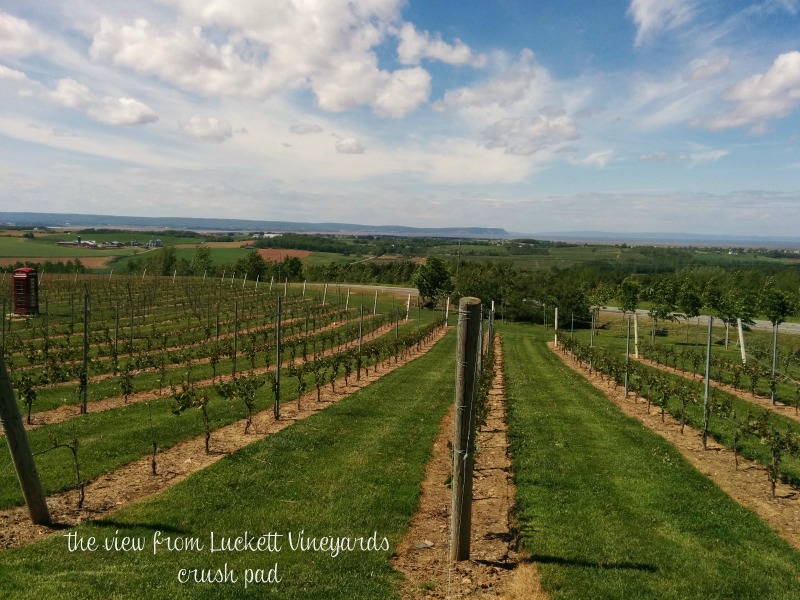 view from Luckett Vineyards crush pad