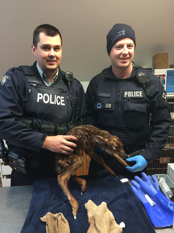 Cst. Derek Bigger (left) and Auxillary Cst. Darren Forsyth (right) pose for a picture with the fawn they delivered into the world.