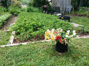 Guy's well-tended and fruitful strawberry patch.