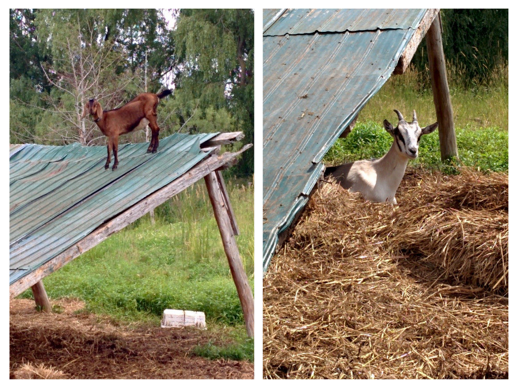 TapRoot goats