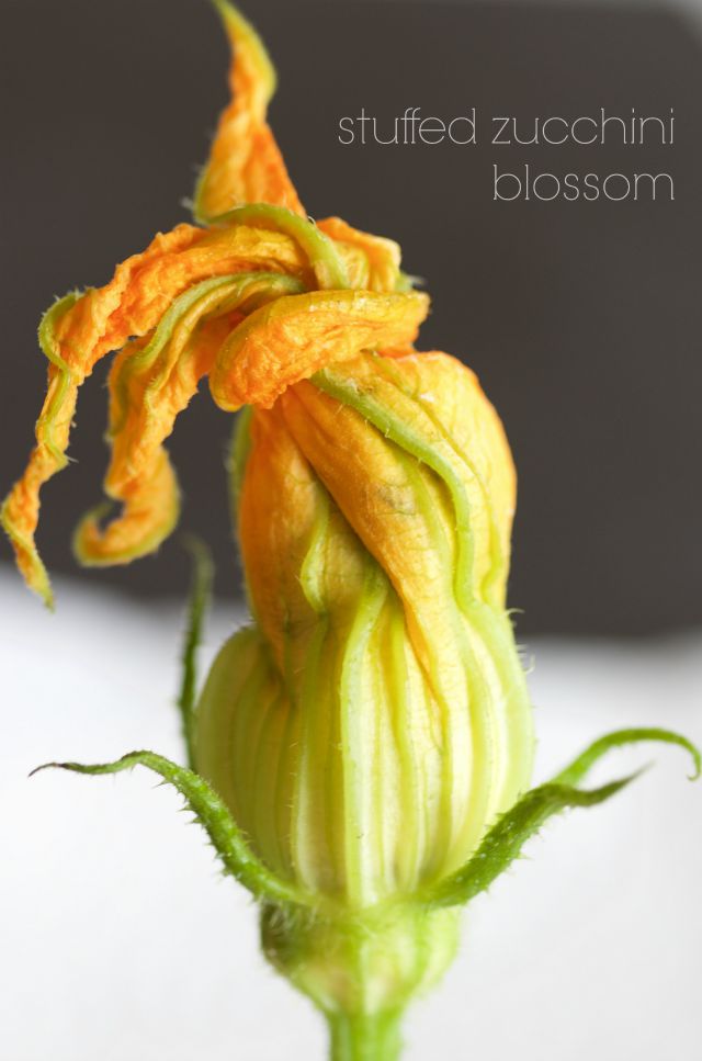 stuffed zucchini blossom