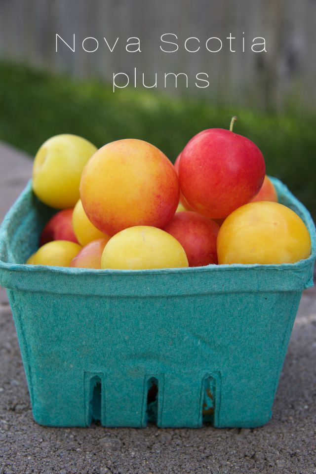 Nova Scotia plums