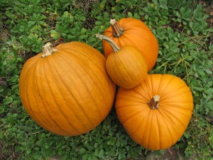 pumpkin pics 002