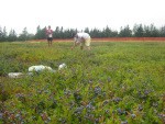 blueberry_gleaning