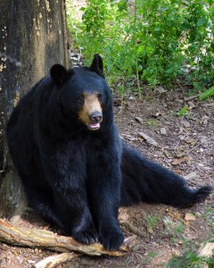 black-bear