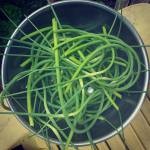 Garlic scapes ready for cookin'