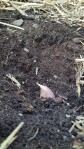 Garlic cloves are planted 1-2" beneath the soil, with the pointy end up.