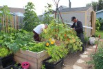 Kimmy and Fred harvesting