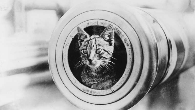 Cats of the Royal Navy – Weekly News #12